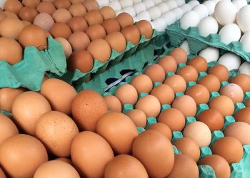 Ovos de granja com caso de gripe aviária estão rastreados, diz Mapa