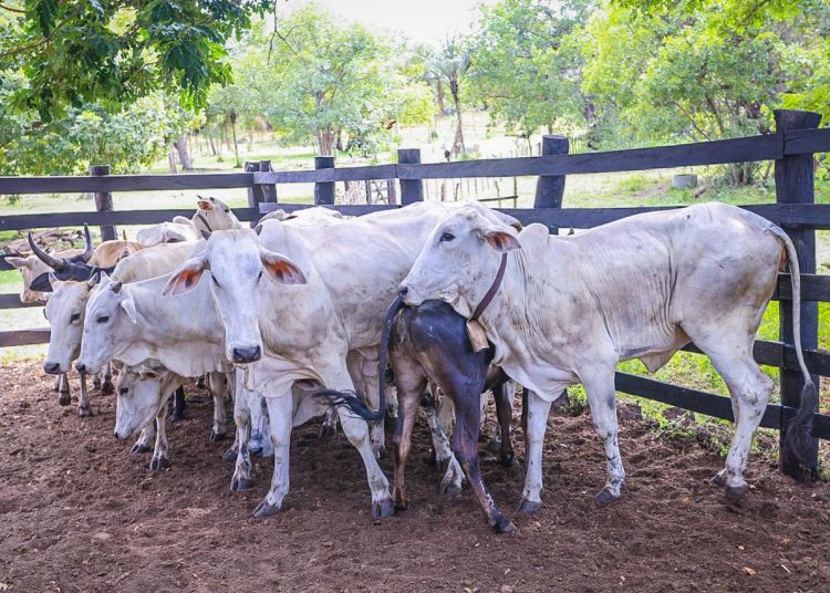 Piauí será reconhecido como área livre de febre aftosa sem vacinação na próxima semana