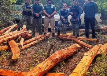 Semarh aplica multa de R$ 550 mil em crimes de desmatamento ilegal no Piauí