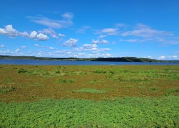 Semarh investiga proliferação de vegetação no Açude Caldeirão em Piripiri