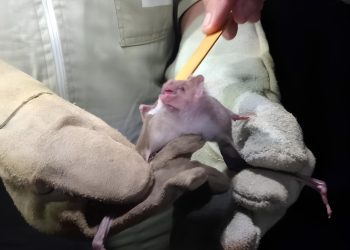 Adapi intensifica ações do Programa Estadual de Controle da Raiva dos Herbívoros