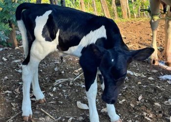 Nasce nova geração do rebanho piauiense com o programa Piauí+ Genética