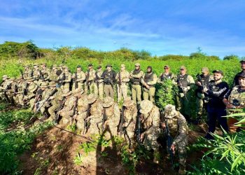 Apreensão de maconha no Piauí cresce mais de 500%, um dos melhores resultados do país