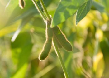 Vazio sanitário da soja na região central do Piauí começa a valer nesta sexta (1º)