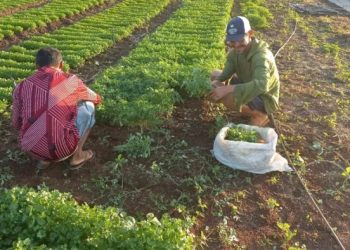 Projeto “Do Quintal à Mesa” fortalece agricultura familiar em Sussuapara