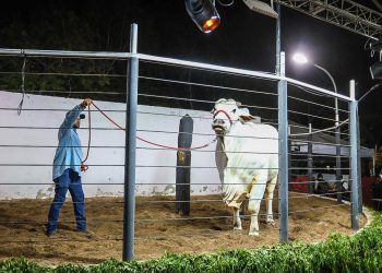 Sada participa da Expopiripiri 2025 e apresenta programa “Piauí Mais Genética”