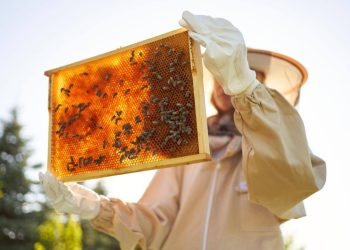 Piauí mantém liderança no Nordeste e é o segundo maior produtor de mel do Brasil