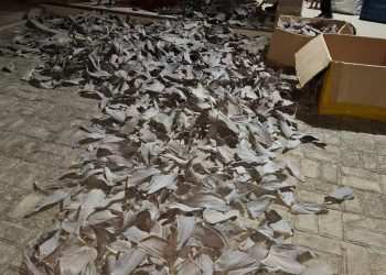 Toneladas de barbatanas de tubarão e animais marinhos são apreendidos em em Parnaíba