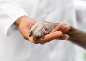 PICNIC do Veterinário reforça cuidados aos animais e arrecada recursos para a APIPA