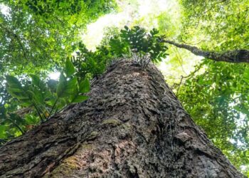 Entidades públicas e privadas pedem pacto por Código Florestal