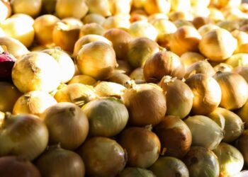 Conab: preços de hortaliças seguem em queda nos mercados atacadistas