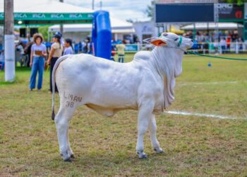 Expoapi 2025 abre programação com a tradicional cavalgada e show infantil neste domingo (7)