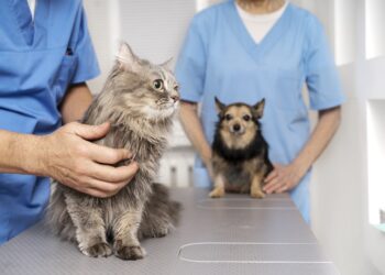 Curso de Medicina Veterinária em Teresina recebe nota máxima do MEC