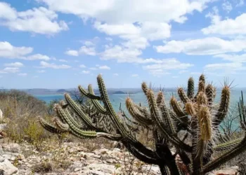 Ameaçada de desertificação, Caatinga terá área recuperada