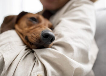 Ansiedade, fuga e risco: como os fogos afetam os pets e o que os tutores devem fazer