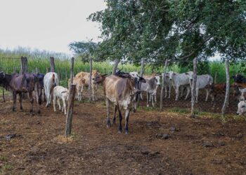 Piauí + Genética pretende dobrar inseminações em 2026; meta é alcançar 50 mil procedimentos