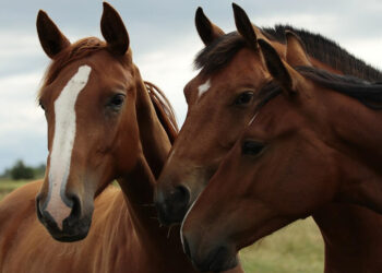 Piauí inicia implementação de programa de melhoramento genético para equinocultura