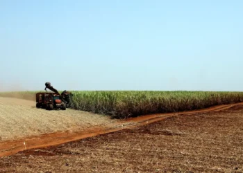 IBGE prevê safra recorde de 346 milhões de toneladas em 2025