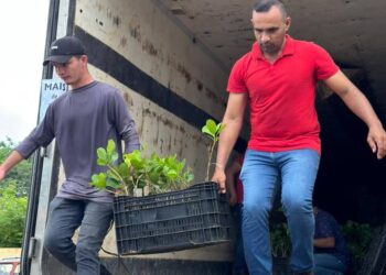 Governo inicia distribuição de 400 mil mudas de caju para recuperar áreas no Piauí