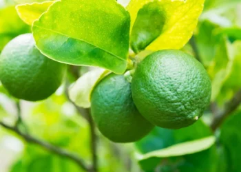 Sistema de mitigação de risco amplia segurança e impulsiona produção de citros no Piauí