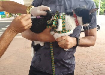 Cães e gatos da Zona Rural Norte e Leste de Teresina serão vacinados em casa neste sábado (18)