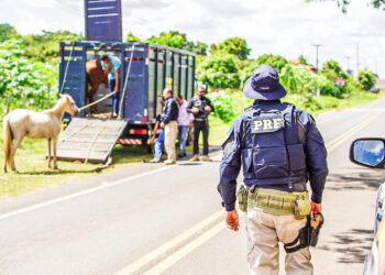 Operação reduz em mais de 50% mortes envolvendo acidentes com animais nas rodovias do Piauí