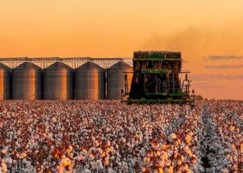 Piauí conquista o 3º lugar no ranking nacional de área plantada de algodão