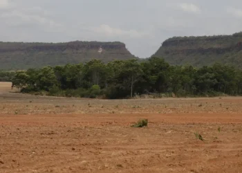 Fragmentos de vegetação nativa cresceram no país 260% em 38 anos