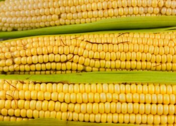 Milho vai além do sabor nas festas juninas e oferece nutrientes importantes para a saúde