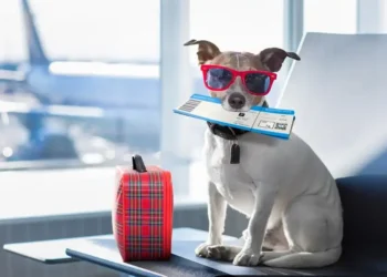 Comissão aprova selo Aeroporto Amigo do Pet para terminais com espaço destinado a cães e gatos