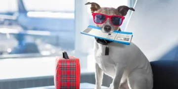 Comissão aprova selo Aeroporto Amigo do Pet para terminais com espaço destinado a cães e gatos