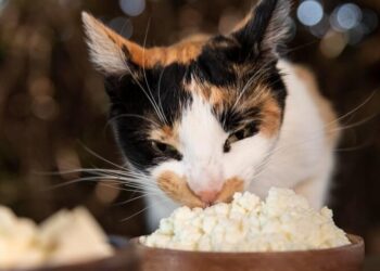 Com festas juninas ainda em alta, veterinária alerta para alimentos que fazem mal aos pets