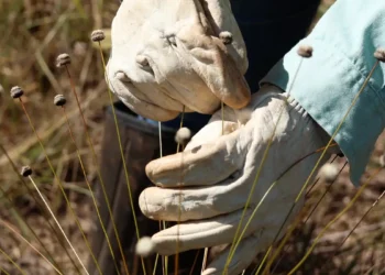 Pesquisadores encontram plantas consideradas extintas há 30 anos