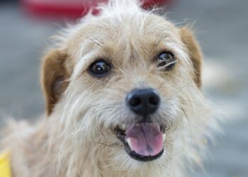 Alepi analisa seis projetos em defesa dos animais