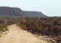 Mapbiomas: menor vegetação nativa expõe mais o país ao El Niño