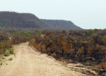 Mapbiomas: menor vegetação nativa expõe mais o país ao El Niño