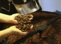 Produção de café deve fechar 2026 com 67,6 milhões de sacas, maior da série histórica