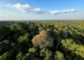 Amazônia e Cerrado evitaram emissões equivalentes às do Japão