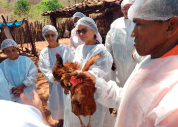 Doença de Newcastle: Adapi alerta criadores sobre infecção viral que ameaça aves e intensifica vigilância sanitária no Piauí