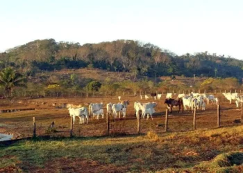 Agropecuária ocupa territórios próximos aos preservados na Amazônia