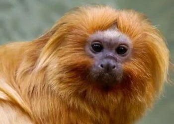 COP17 da Biodiversidade começa segunda-feira (19) na Armênia